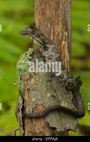 Schwarze Ratte Schlange, bieten Obsoletus, (Panteropsis Obsoletus), juvenile, Pennsylvania Stockfoto