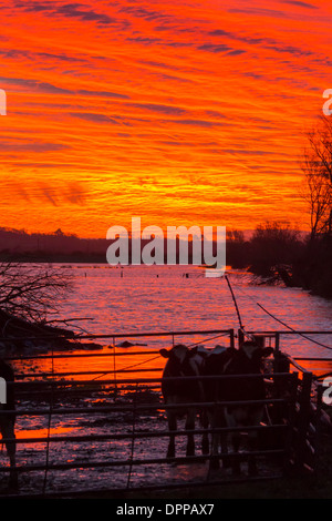 Sonnenaufgang über dem überfluteten Somerset levels in Glastonbury mit Kühe in ihrem Gehege von den Gewässern gefangen. Stockfoto