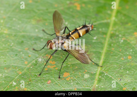 Tachinidae ist eine große und sehr variabel Familie der echten fliegen innerhalb der Insekten Ordnung Diptera Stockfoto
