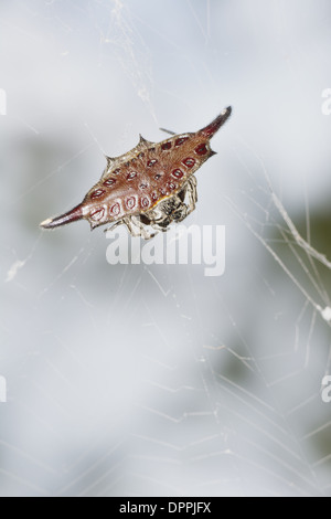 Stachelige Kugel-Weber (Gasteracantha sp.). Stockfoto