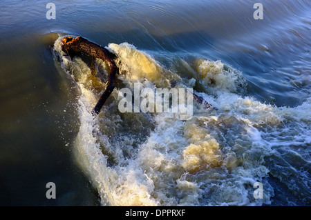 Flut Wasser & Baum Ast, Fluss Great Ouse, Bedford, England Stockfoto