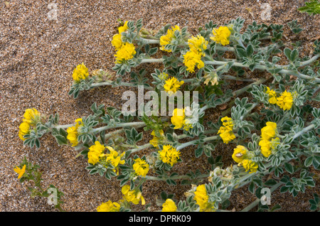 Meer Medick, Medicago Marina in Blüte und Frucht auf einem sandigen Strand, Sardinien. Stockfoto