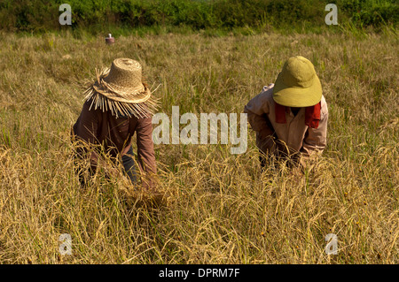 Gruppe von weiblichen Arbeitskräften ernten Reis, Battambang, Kambodscha Stockfoto