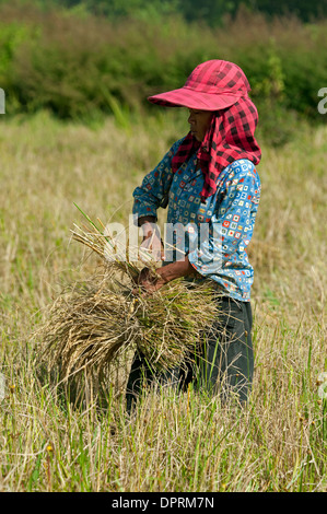 Ländliche Arbeitnehmerin während der Erntezeit auf einem Reisfeld, Battambang, Kambodscha Stockfoto