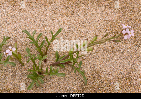 Meer-Rakete, Cakile Maritima in Blüte und Frucht, auf Sand. Stockfoto