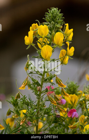 Große gelbe Restharrow, Ononis Natrix in Blüte. Sardinien ist. Stockfoto