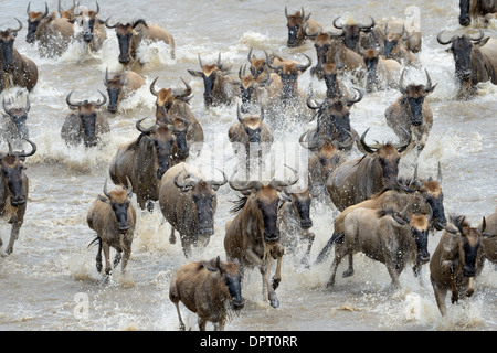 Gnus Überquerung des Mara Flusses. Stockfoto