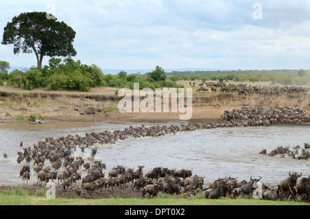 Gnus Herde Überquerung des Mara Flusses. Stockfoto