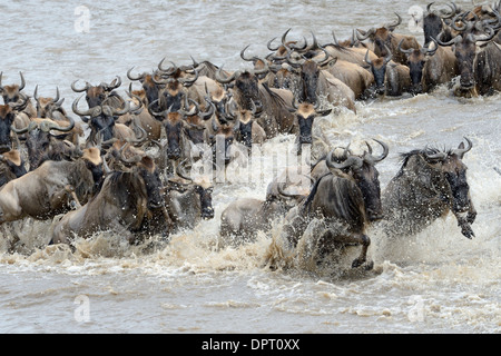 Gnus Überquerung des Mara Flusses. Stockfoto