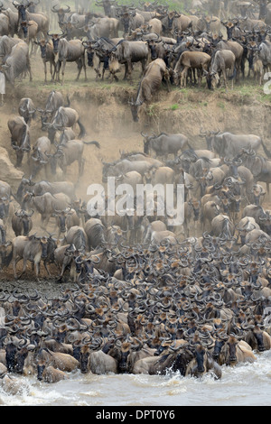 Gnus herab, die Ufer des Flusses, den Fluss zu überqueren. Stockfoto