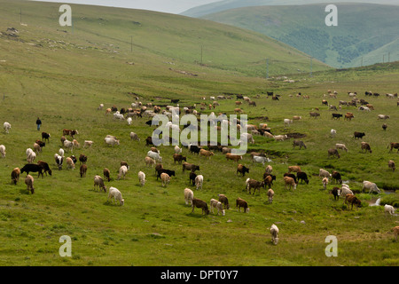 Riesige Rinder Herde in den Almen auf der Ostseite des Passes Cam (Cam Gecidi) in der Nordost-Türkei. Stockfoto