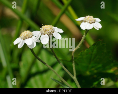 Sneezewort - Achillea Ptarmica drei Blumen Stockfoto