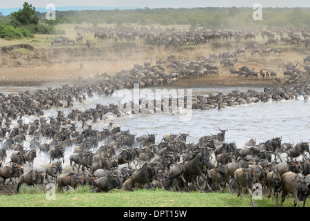 Gnus Herde Überquerung des Mara Flusses. Stockfoto