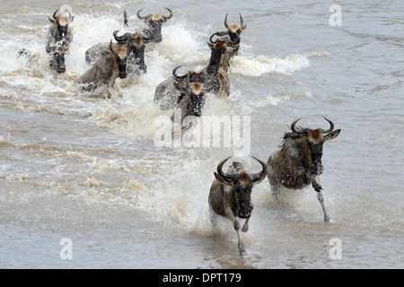 Gnus mit durch Wasser während der Überquerung des Mara Flusses. Stockfoto