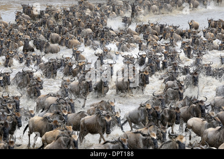 Gnus Überquerung des Mara Flusses. Stockfoto