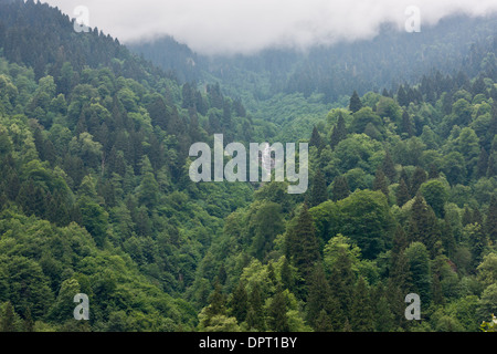 Euxine Colchic Mischwälder Laub- und Nadelbäume in der Firtina Tal, pontische Alpen Nordost-Türkei. Stockfoto