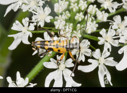 Eine gemeinsame Longhorn Beetle, Strangalia Maculata Fütterung auf Stängelpflanzen Blumen. Stockfoto