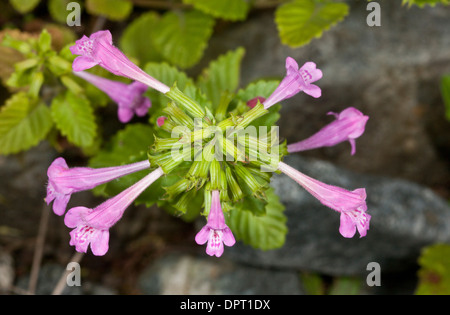 Wildes Basilikum, Clinopodium Vulgare in Blüte. Stockfoto