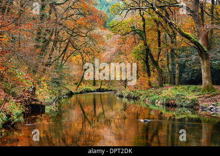 Herbstliche Wälder an den Ufern des River Teign nahe Fingle Bridge, Drewsteignston, Dartmoor Nationalpark Stockfoto