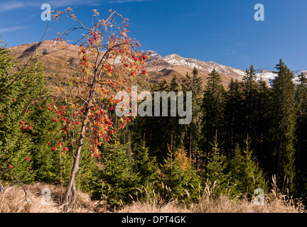 Rowan oder Eberesche, Sorbus Aucuparia, Herbstfärbung und Beeren in den Dolomiten, Nord-Italien. Stockfoto