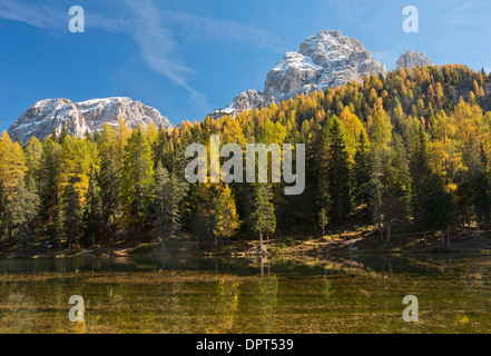 Die Cadini di Misurina und Le Cianpedele mit herbstlichen Lärchen, über Lago di Antorno gesehen. Dolomiten, Nord-Italien. Stockfoto