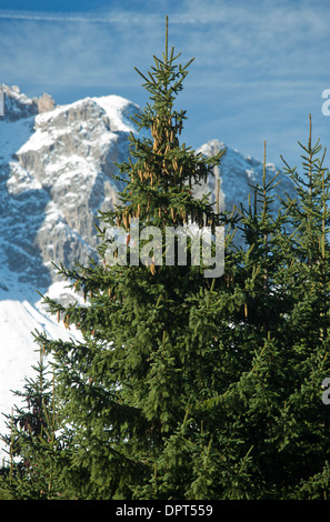 Gemeine Fichte, Picea Abies mit Kegeln, im Herbst, östlichen Dolomiten, Nord-Italien. Stockfoto