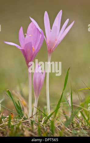 Büschel von Wiese Safran oder Herbstzeitlose, Colchicum Autumnale, auf einer Wiese im Gegenlicht Stockfoto