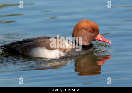 Männlichen rot-crested Tafelenten, Netta Rufina im Herbst. Stockfoto