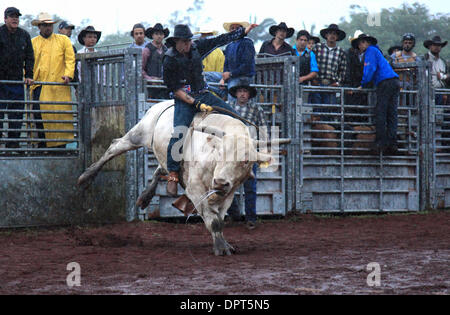 15. Februar 2009 konkurriert - Hilo, Hawaii, Vereinigte Staaten - A-Bull-Fahrer in der Bullenreiten Wettbewerb im Panaewa Stampede Rodeo im Panaewa Equestrian Center in Hilo, Hi. Teilnahme an Rodeos schon immer ein großer Teil der hawaiische Cowboy-Kultur diente, Cowboys zusammen außerhalb der Arbeit, Spaß und Anleihen haben zu bringen. "Es wurden japanische Cowboys, Phillipino Cowboys, Hawaii Stockfoto