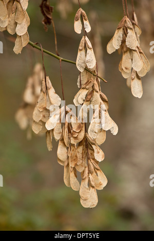 Box Elder, Acer Negundo im Herbst Früchte. Stockfoto