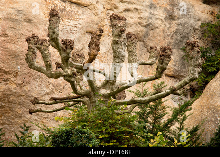 Gekappte alte London Platane Platanus X hispanica, Dordogne, Frankreich. Stockfoto