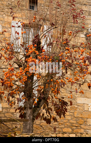 Asiatische Persimone Diospyros Kaki Baum in Dordogne Dorf. Stockfoto