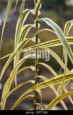 Bunte Riesen Reed Grass Arundo Donax Variegata Stockfoto