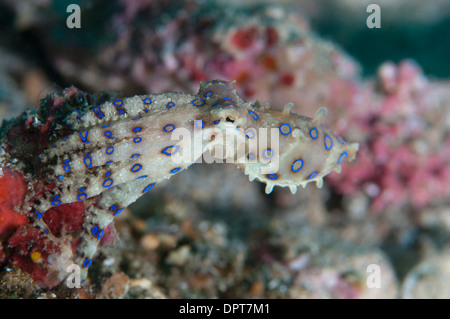 Blue Ring Octopus, Hapalochlaena sp, Lembeh Strait, Nord Sulewesi, Indonesien. Stockfoto