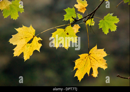 Spitz-Ahorn Blätter, Acer Platanoides, im Herbst. Stockfoto