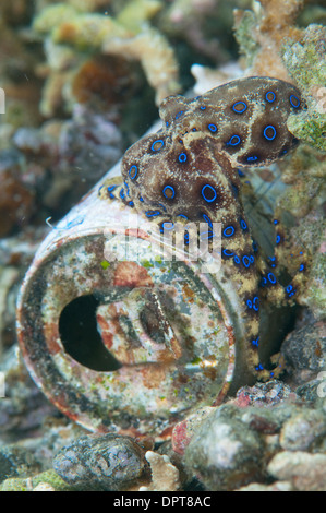 Blue Ring Octopus, Hapalochlaena sp auf Blechdose, Lembeh Strait, Nord Sulewesi, Indonesien. Stockfoto