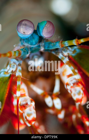 Smashing Fangschreckenkrebse, Odontodactylus Scyllarus, Lembeh Strait, North Sulewesi, Indonesien. Stockfoto