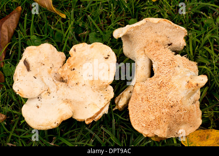 Holz Igel / Igel Pilz, Hydnum Repandum - Speisepilz, gesammelt zum Verkauf. Als Pied de Mouton verkauft. Frankreich Stockfoto