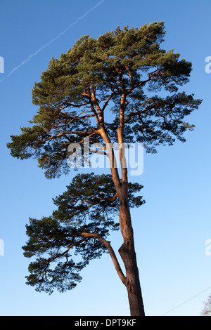 Hohe Kiefer (Pinus Sylvestris) Baum sonnigen blauen Himmel. Stockfoto