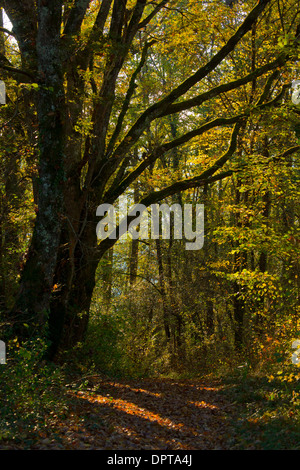 Alter Buche-Hainbuchen-Wald im Herbst über St Cyprien, Dordogne, Frankreich. Stockfoto