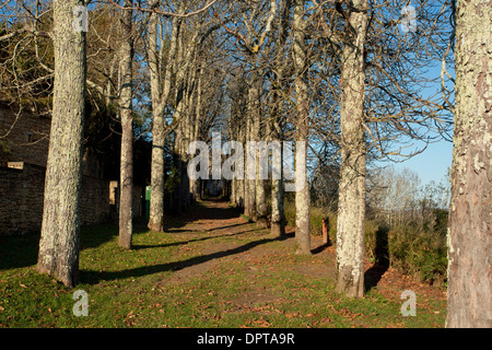 Rosskastanie Avenue im Schlossgarten bei Limeuil, Dordogne, Frankreich. Stockfoto