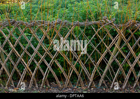 Lebende Weide Zaun sprießen; Dordogne, Frankreich. Stockfoto