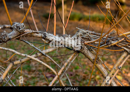 Lebende Weide Zaun sprießen; Dordogne, Frankreich. Stockfoto