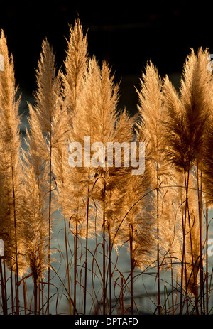 Samenkorn-Köpfe oder Federn von Pampasgras Cortaderia Selloana im Herbst gegen das Licht. Frankreich. Stockfoto