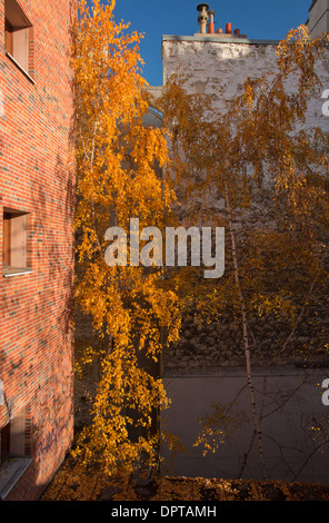 Urban birch tree in autumn, alongside the Promenade plantée, Bastille, Paris. France. Stockfoto