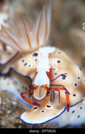 Kommensale Garnelen Periclimenes Imperator, Reiten auf Nacktschnecken, Lembeh Strait, Nord Sulewesi, Indonesien. Stockfoto