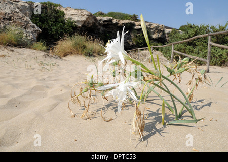 Meer Narzisse (Pancratium maritimum) in Blume am Strand in den vendicari Naturpark in Italien Stockfoto