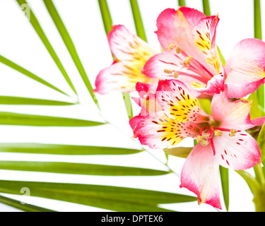 Rosa Alstroemeria auf Palme Blätter isolierten auf weißen Hintergrund mit Textfreiraum Stockfoto