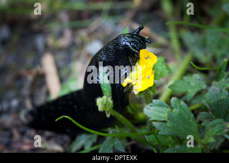 Schwarze Schnecke Arion Ater Ater Arionidae Essen eine Butterblume, Bowlees, obere Teesdale, England Stockfoto