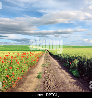 Idyllischer Weg durch landwirtschaftliche Felder an schönen Tag Stockfoto